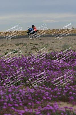 media/Jan-14-2023-SoCal Trackdays (Sat) [[497694156f]]/Turn 14 Exit Bloomig (145pm)/
